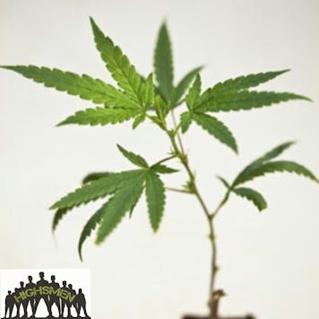 Photo of CHOCOLATE FIRE COOKIE | chocolate kush x fire lady x gsc