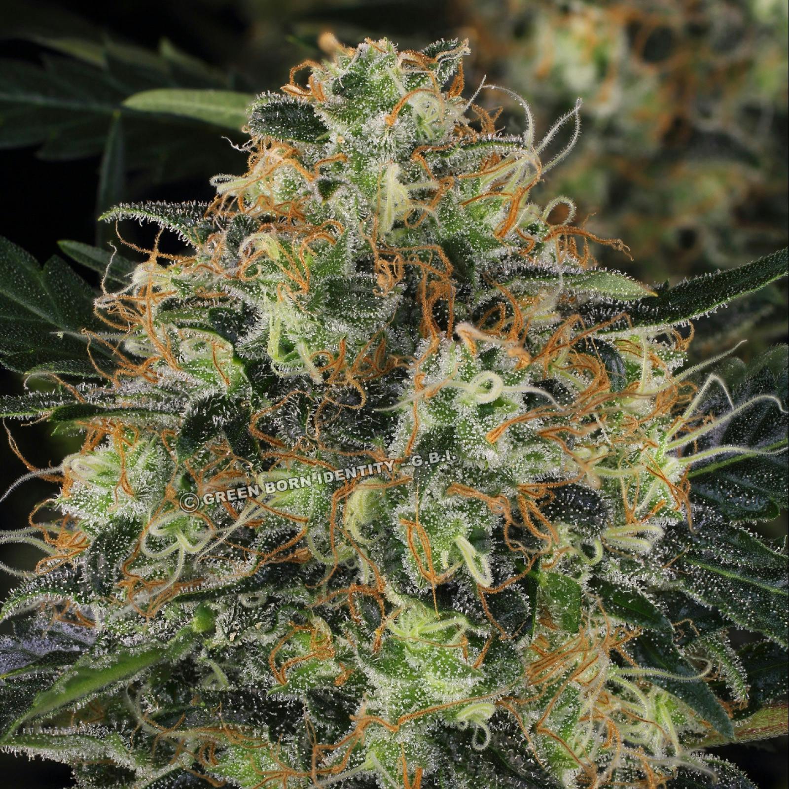 Paradise Seeds: TOMMY CHONG'S™ - MENDOCINO SKUNK | Leafly