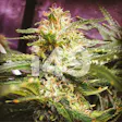 Product image for Trainwreck Fem