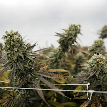 Photo of Tangie Biscotti