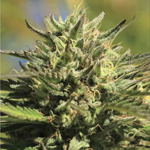 Photo of OG Kush Regular Seeds 20-pack