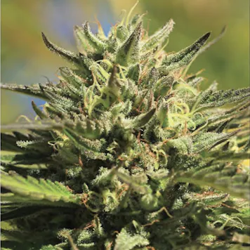 Photo of OG Kush Regular Seeds 20-pack