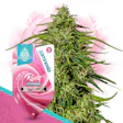 Product image for Runtz F1 Automatic by Zamnesia Seeds