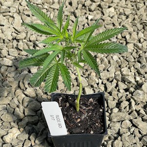 Photo of Rude Boi Clone