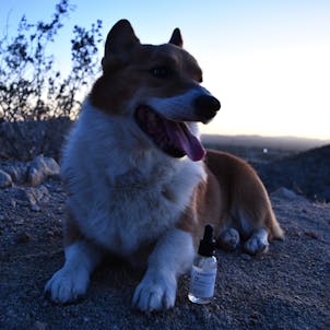 Photo of Pet CBD Oil Tincture - Unflavored