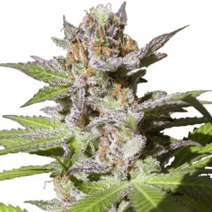 Photo of Orient Express