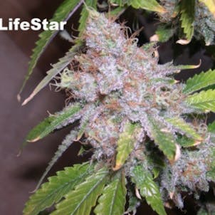 Photo of BOG Seeds - LifeStar seeds