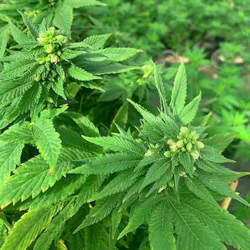 Photo of Stormy Daniels CBD Feminized Hemp Seed