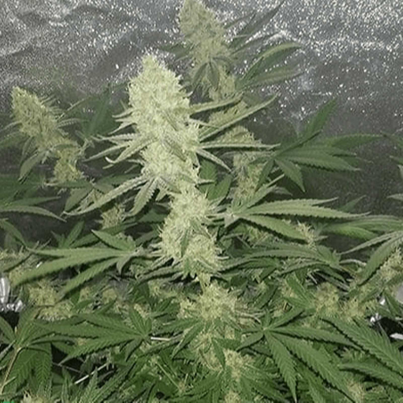 NukeHeads Candy Cream Auto Fem Seeds Leafly