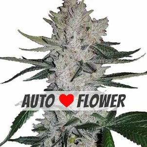 Photo of GG4 Autoflower