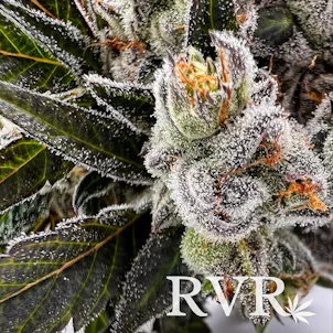 Photo of Divinity 35 Hybrid Flower