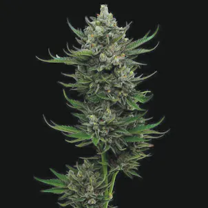 Photo of All Gas OG Feminized Cannabis Seeds