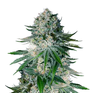 Photo of White Widow Autoflower Seeds