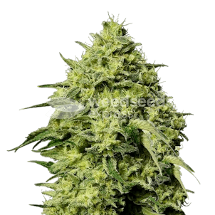 Photo of Amnesia Haze Autoflower Seeds