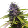 Product image for Original Blueberry seeds