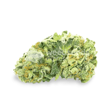 Photo of Island Sweet Skunk Feminized Seeds