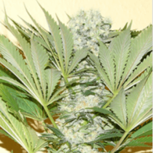 Photo of Foggy Morning Fem Seeds