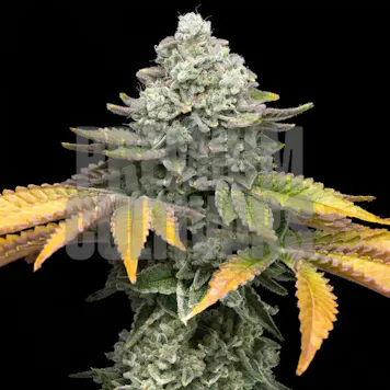 Photo of Banana Runtz