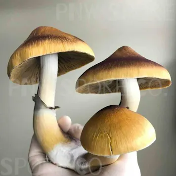 Photo of Jedi Mind F*ck