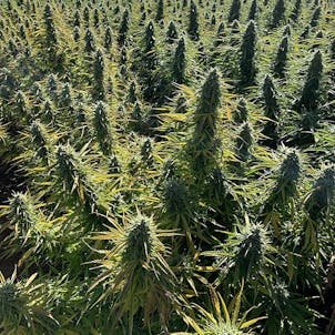 Photo of Cherry Blossom CBD Feminized Hemp Seeds