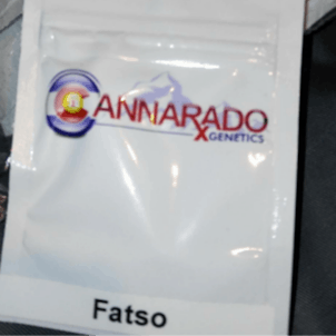 Photo of Cannarado Genetics - FATSO