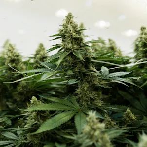 Photo of CSG