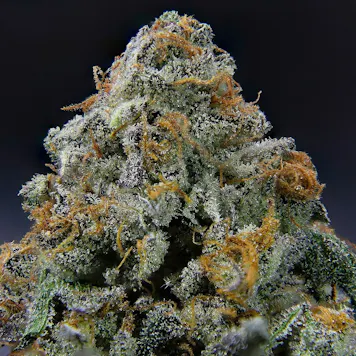 Photo of Narvona Black | Lemon Butter Flower
