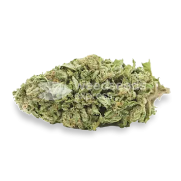Photo of Sleepy Joe OG Feminized Seeds