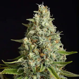 Photo of Amnesia Lemon Feminized Cannabis Seeds