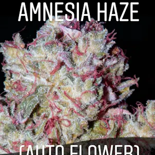 Photo of Amnesia Haze (Auto Flower)