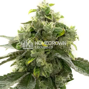 Photo of Bruce Banner Auto