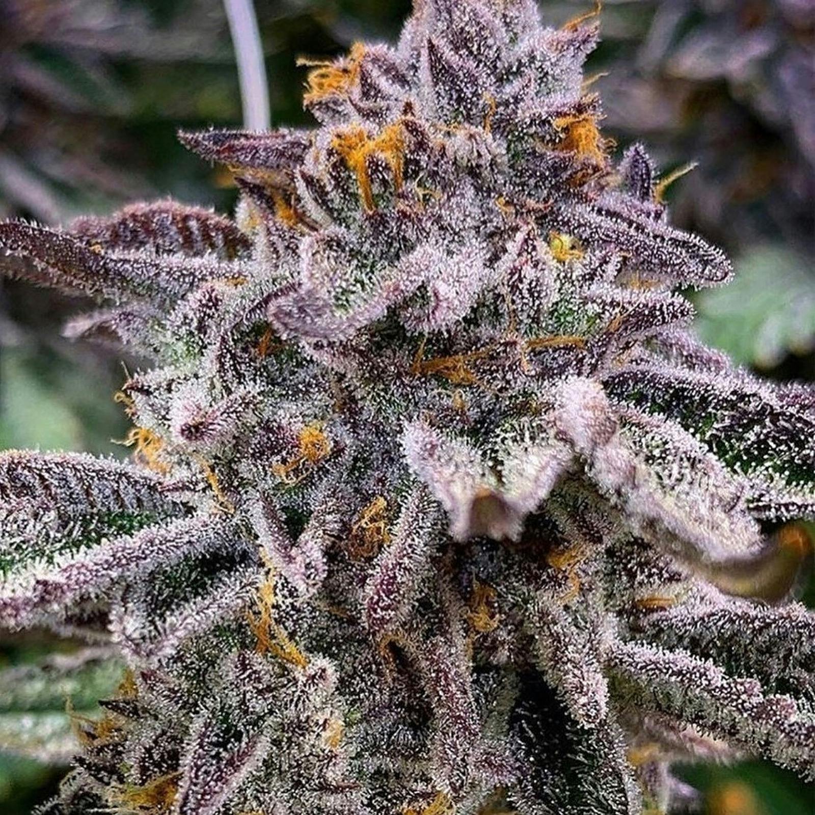 NukeHeads: Pink Runtz Auto Fem Seeds | Leafly