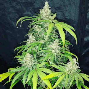 Photo of Eleven Roses Early Version