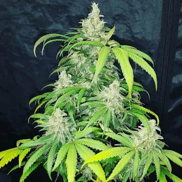 Photo of Eleven Roses Early Version