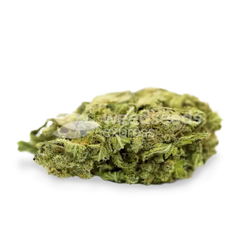 Photo of Lowryder Autoflower Seeds