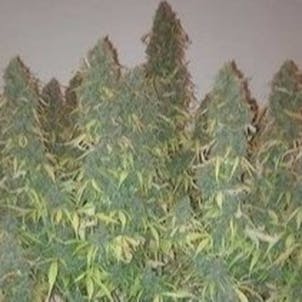 Photo of Big Bang Auto Fem Seeds