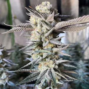 Photo of Huckleberry Punch (Hybrid)