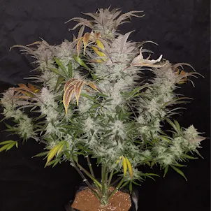 Photo of Russian Cream Candy Auto Fem Seeds