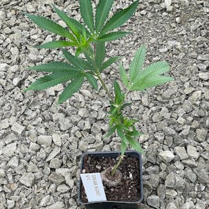 Photo of Grease Bucket Clone