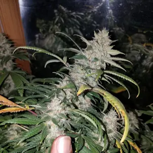 Photo of Lambs Bread Fem Seeds