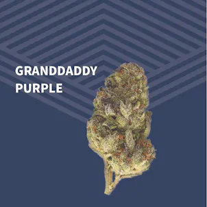 Photo of Granddaddy Purple (GDP)