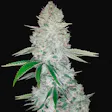 Product image for Gorilla Glue Fem Seeds