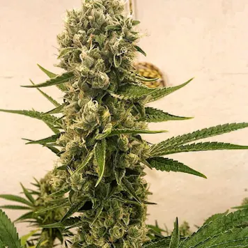 Photo of Golden Ticket