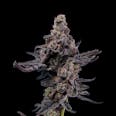 Jealousy Feminized Cannabis Seeds