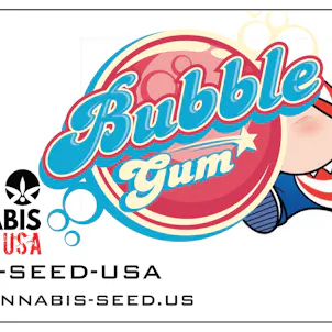 Photo of BUBBLE GUM - 100 PACK