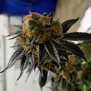 Photo of Platinum GSC