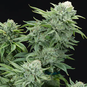 Photo of Gorilla Glu (Hybrid)