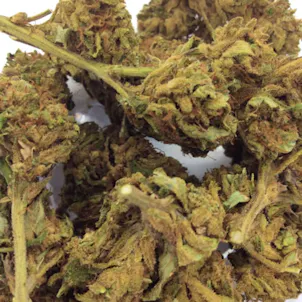 Photo of T1 (Trump) CBD Hemp Flower Buds For Sale