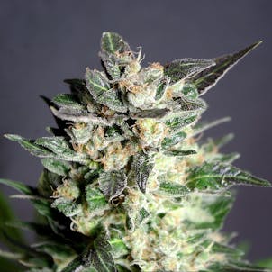 Photo of Diesel Glue