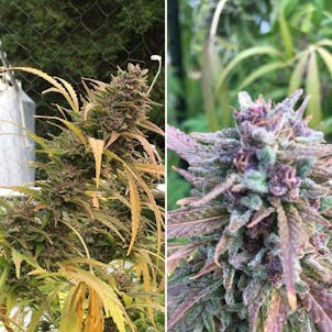 Photo of Malawi Palace